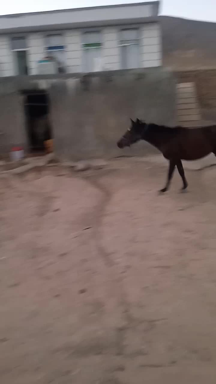 فروش اسب|اسب و تجهیزات اسب‌سواری|صحنه, |دیوار