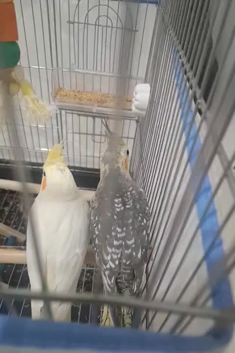 عروس هلندی|پرنده|صحنه, |دیوار