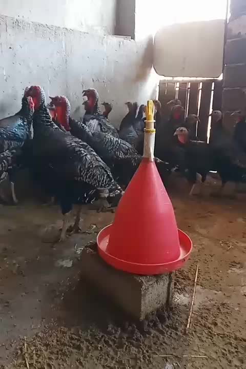 بوقلمون برنز محلی اصل،سالم و کاملا بهداشتی|حیوانات مزرعه|شیراز, کرونی(خاتونک)|دیوار