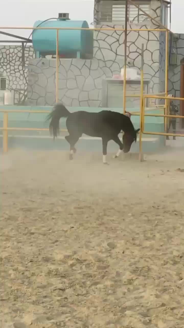 سیلمی کرد زیبا|اسب و تجهیزات اسبسواری|فولادشهر, سایت صنعتی کاوه|دیوار