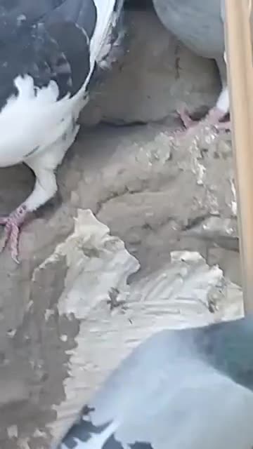 12جفت کبوتر  مسافتی ناجلد|پرنده|سراوان, |دیوار