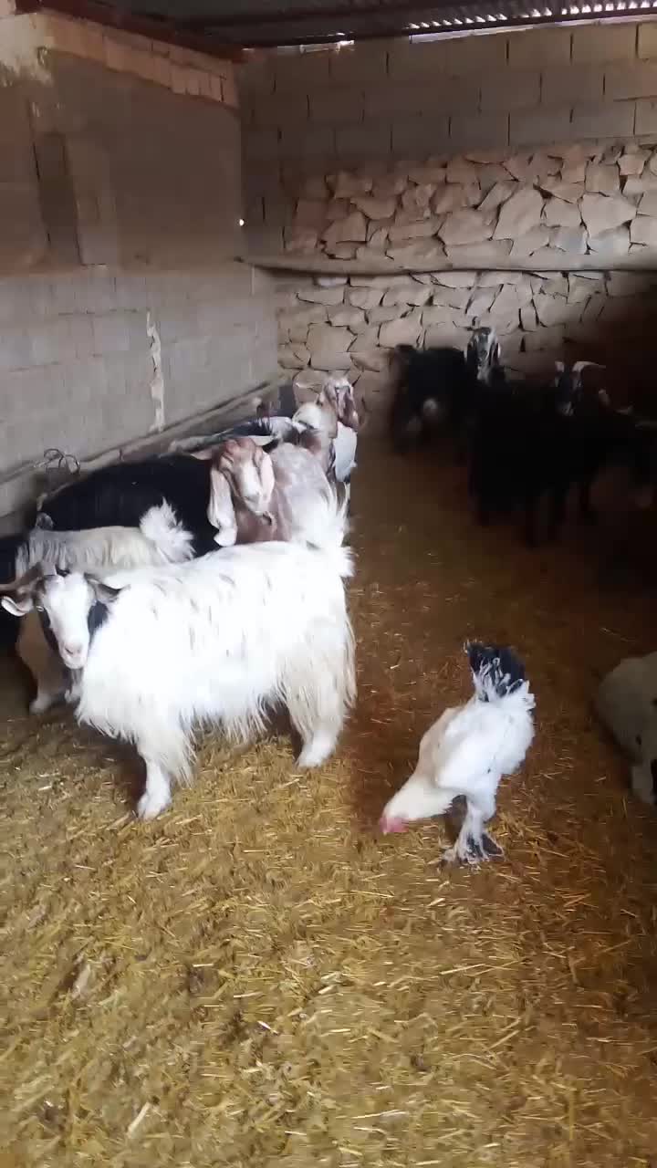 یارزاق بنام روزی دهنده یکتا|حیوانات مزرعه|دهدشت, |دیوار