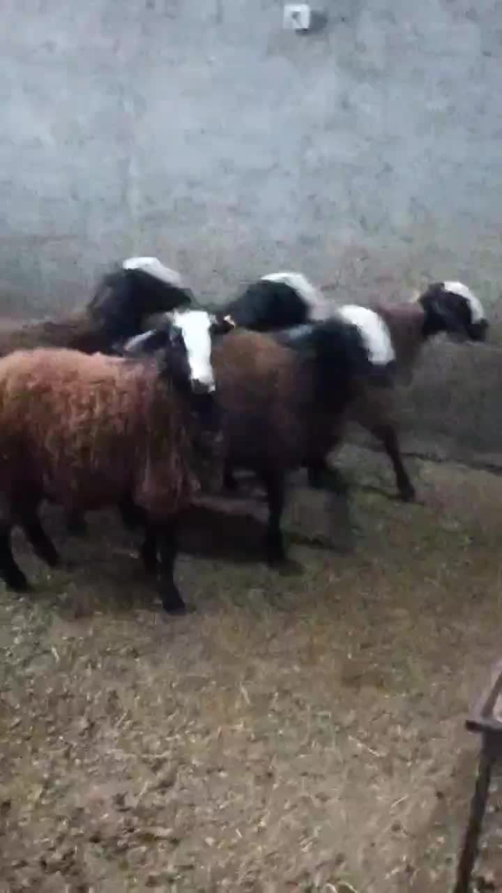 بره نر و ماده شال اصیل|حیوانات مزرعه|مهریز, |دیوار