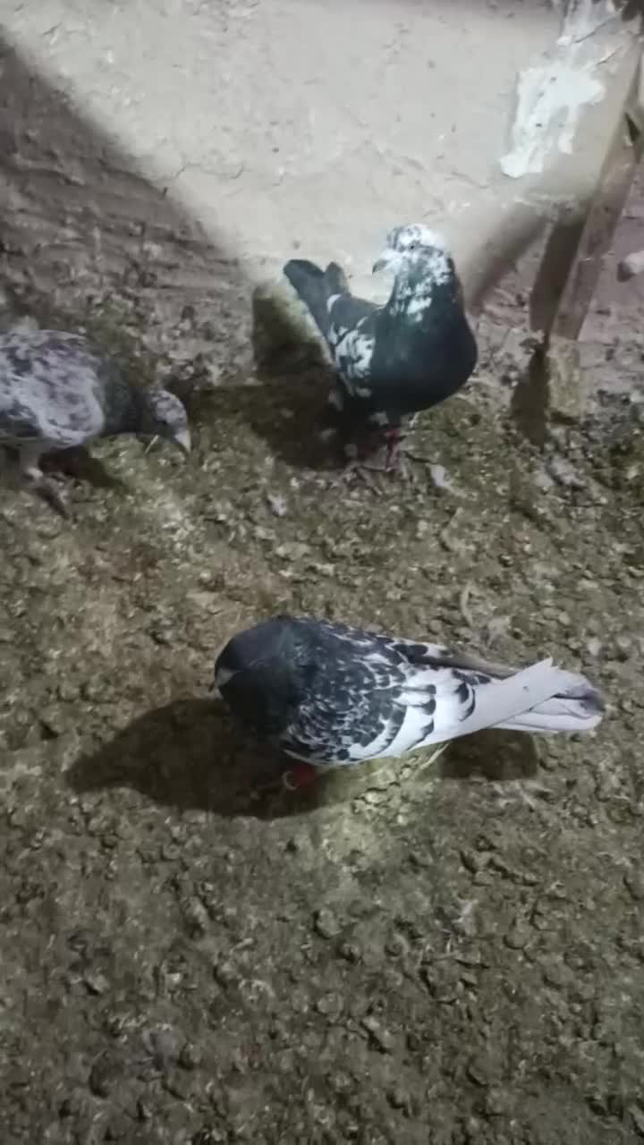 صید چند روز اخیر|پرنده|بجنورد, |دیوار