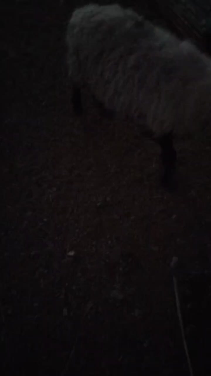 میش،بره|حیوانات مزرعه|زیرکوه, |دیوار