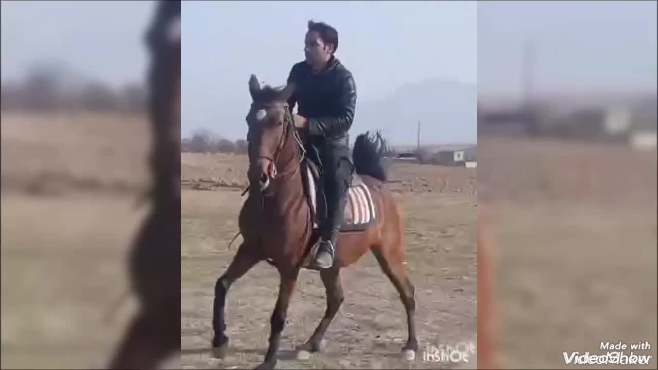 اسب مادیون آبستن با کره مادیون ۲ ماهه|اسب و تجهیزات اسب‌سواری|تهران, آذربایجان|دیوار