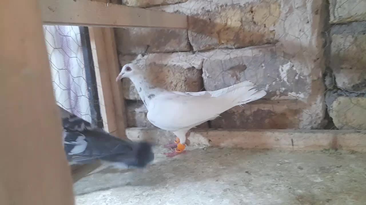 کبوتر نرو ماده خطی|پرنده|الوند, |دیوار