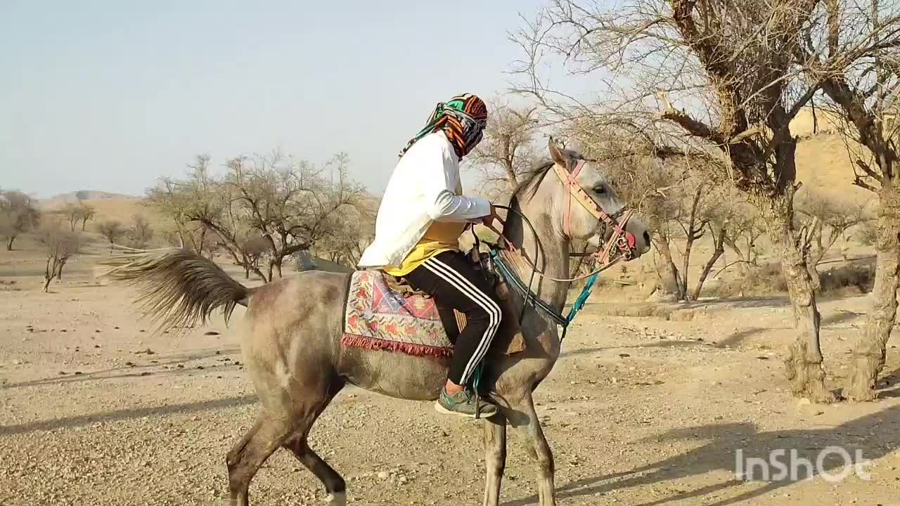 نریان شجره دار سن چهار به پنج|اسب و تجهیزات اسب‌سواری|اندیمشک, |دیوار