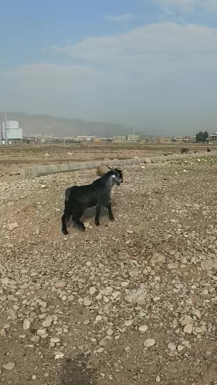 فروش‌یک‌راس‌کهره‌سبزتخمی‌درجه‌یک‌زات‌دارخوب‌|حیوانات مزرعه|شیراز, شهرک مهدی‌آباد|دیوار
