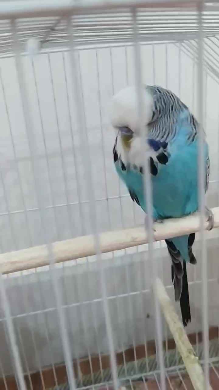 مرغ عشق انگلیسی گرید A|پرنده|آبادان, |دیوار