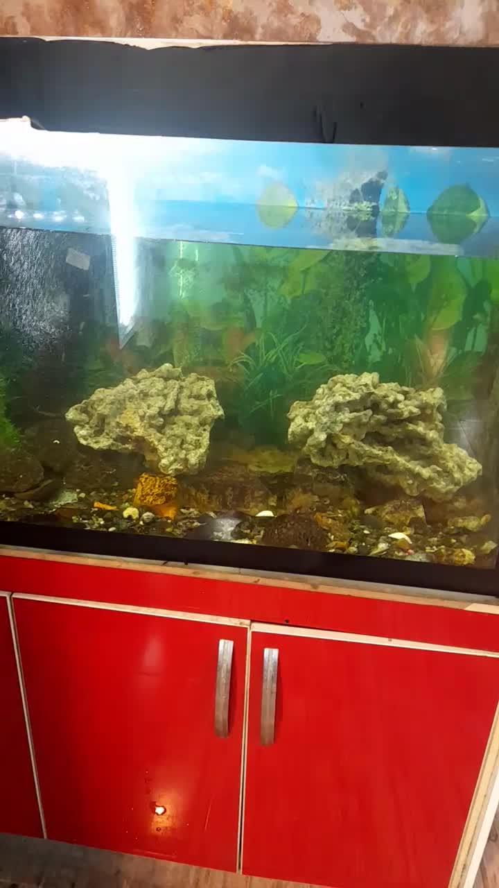 اکواریوم بزرگ|ماهی|اردبیل, |دیوار