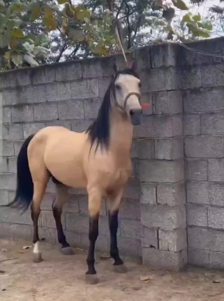 اسب زیبا|اسب و تجهیزات اسبسواری|ماسال, |دیوار