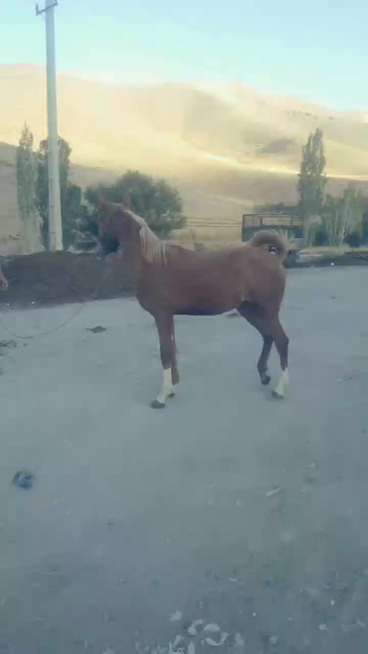 کره نریان کرد|اسب و تجهیزات اسب‌سواری|قروه, |دیوار