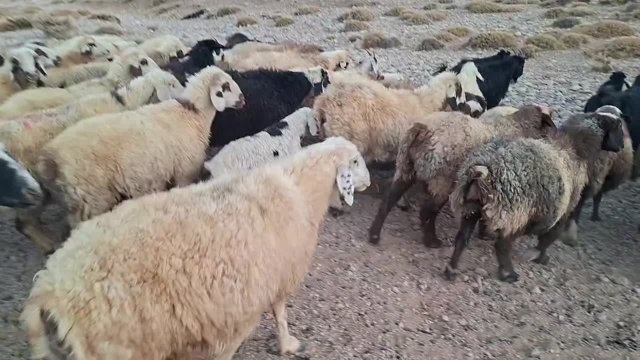 ۱۰۰راس میش|حیوانات مزرعه|فراشبند, |دیوار