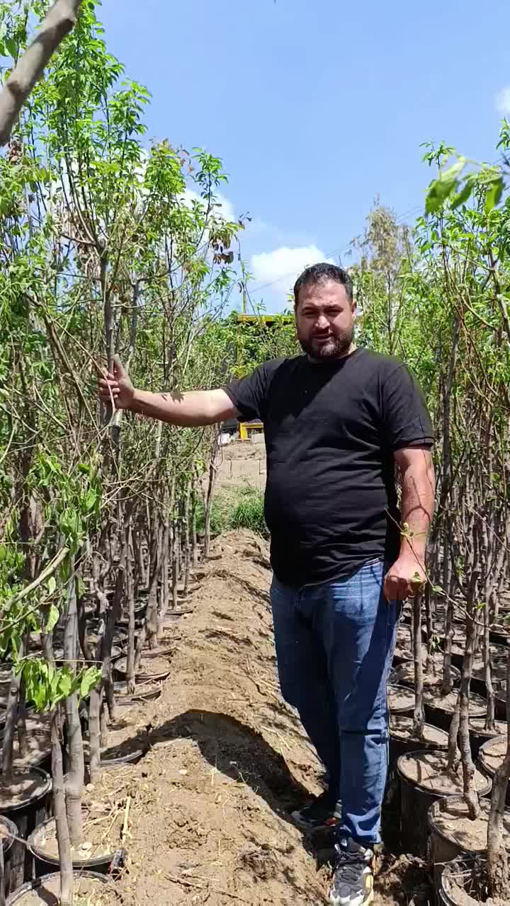نهال های میوه جات سردسیری گلدانی پنج ساله سبز|خدمات باغبانی و درختکاری|همدان, |دیوار