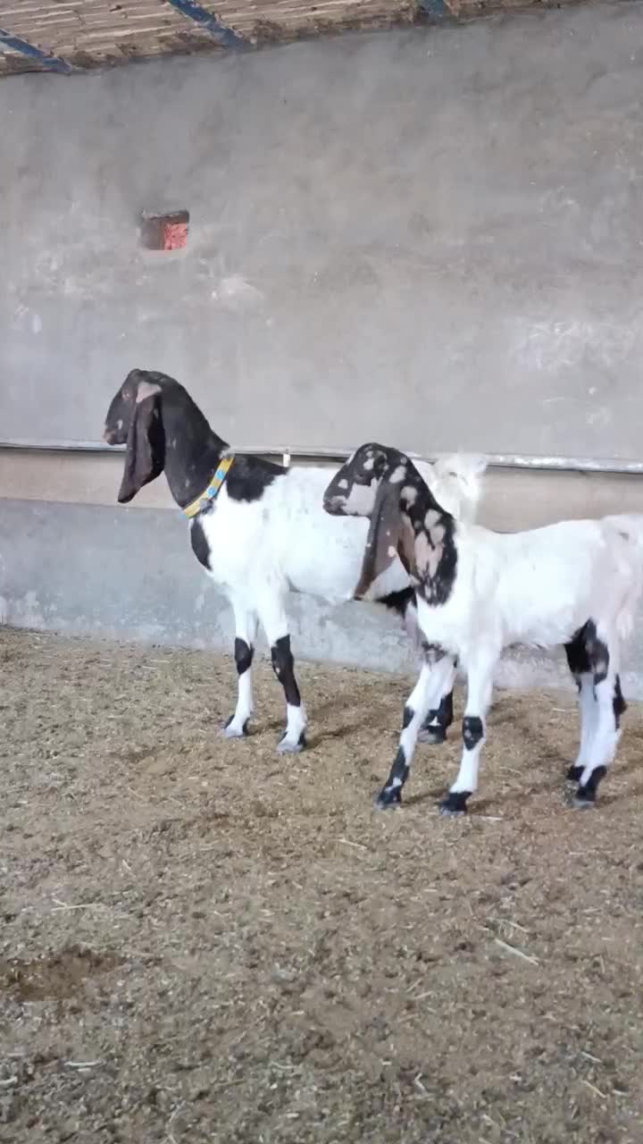 بز نژاد دار پاکستانی اصیل بزغاله درشت وآوستن|حیوانات مزرعه|تربت جام, جامرود|دیوار