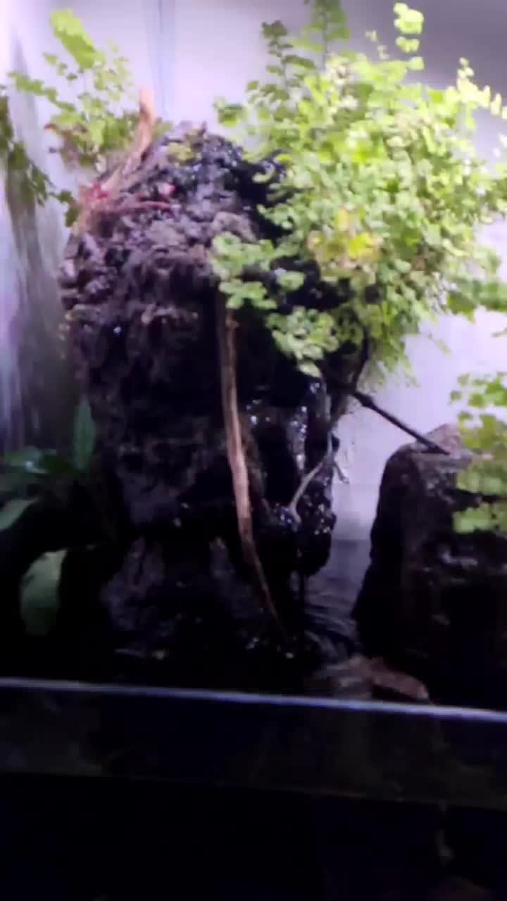 پلنت|ماهی|قم, علی آباد|دیوار