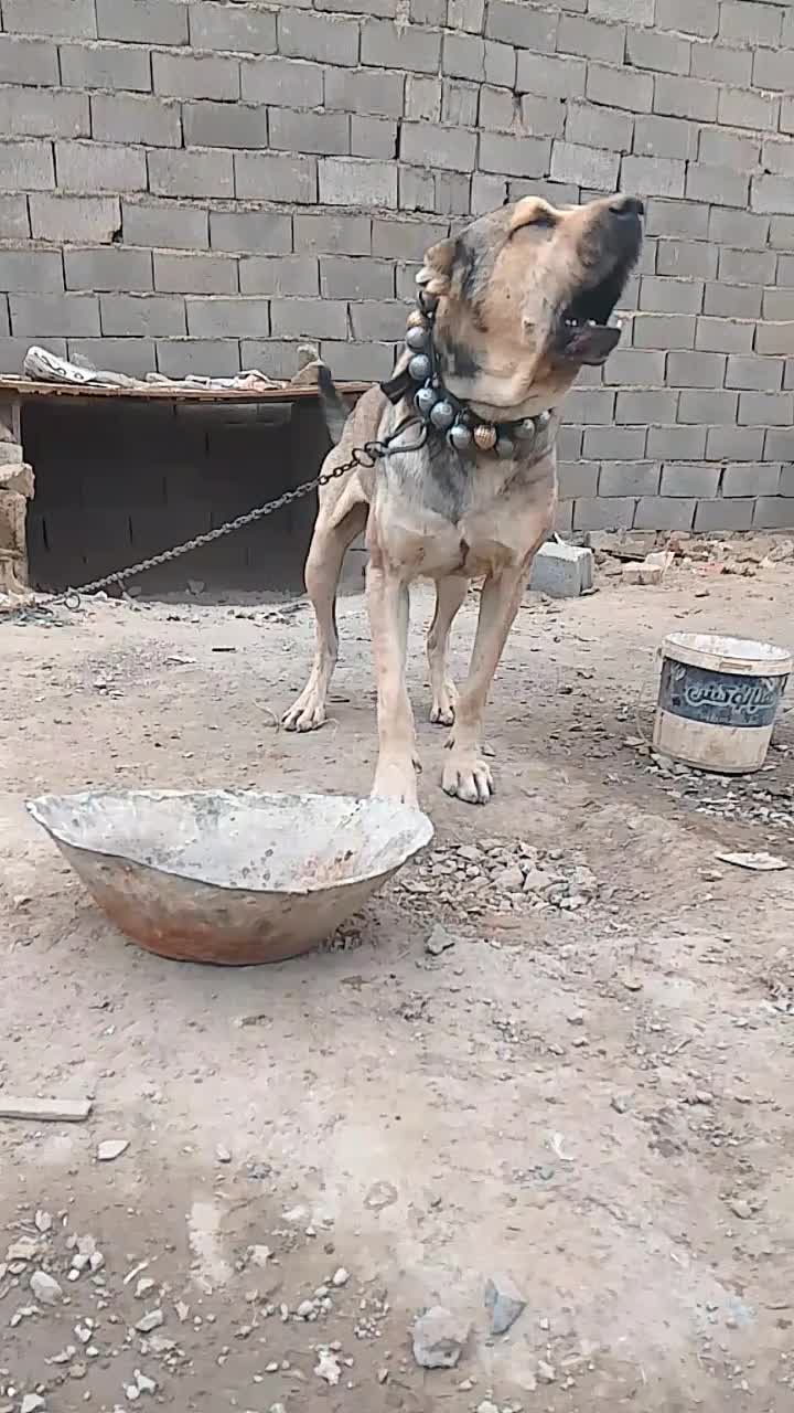 سگ سرابی نگهبان شش دانگ|سگ|کرج, کمال‌شهر|دیوار