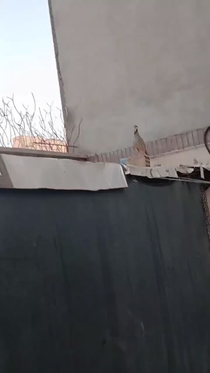 پرنده|پرنده|زاهدان, |دیوار