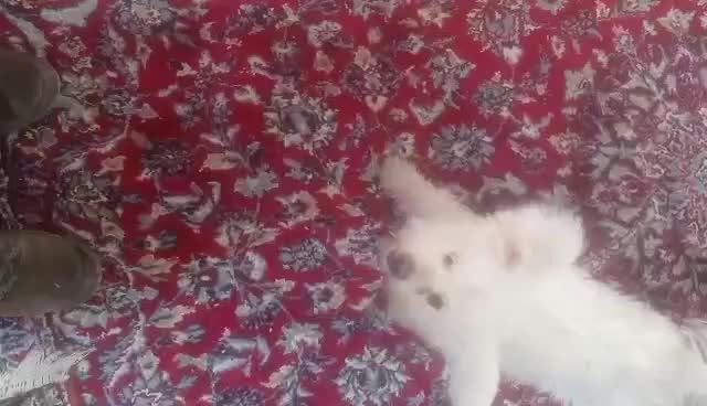 سگ پودل بازیگوش|سگ|اصفهان, شاه پسند|دیوار