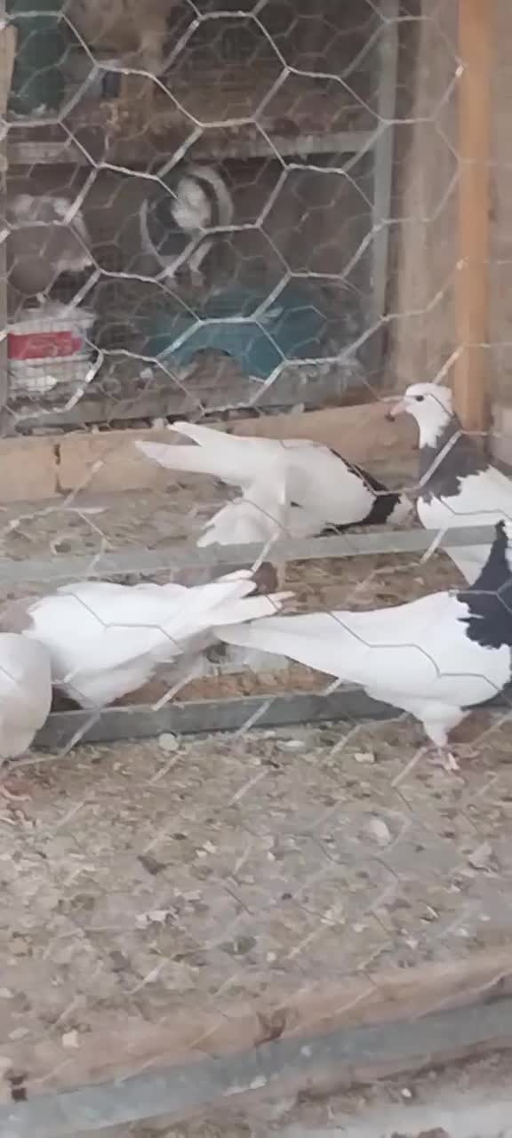 کفتر طوقی|حیوانات مزرعه|یزد, |دیوار