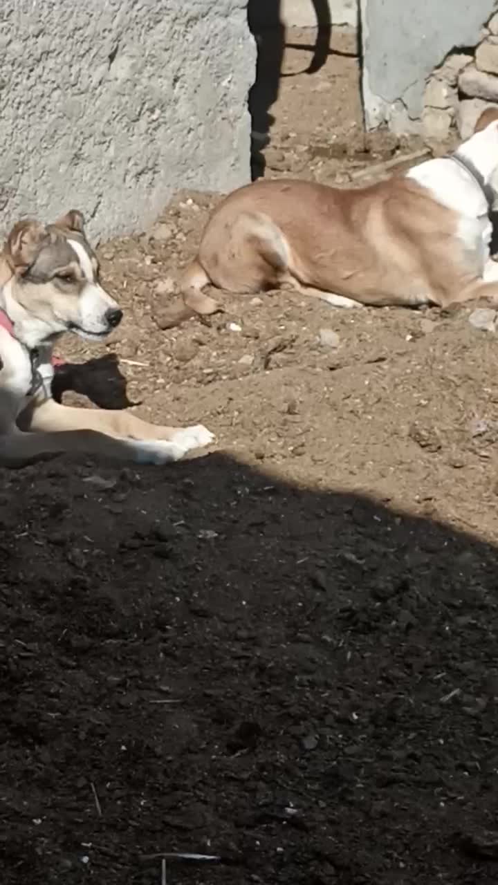 توله جفت نرهمقال|سگ|آبکوه, |دیوار