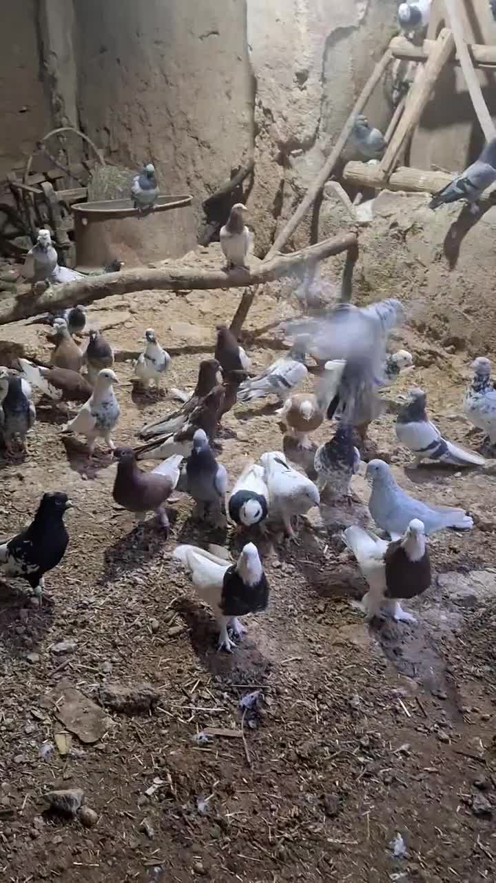 تعدادطوقی زات قدیم|پرنده|شیراز, میرزاکوچک خان|دیوار