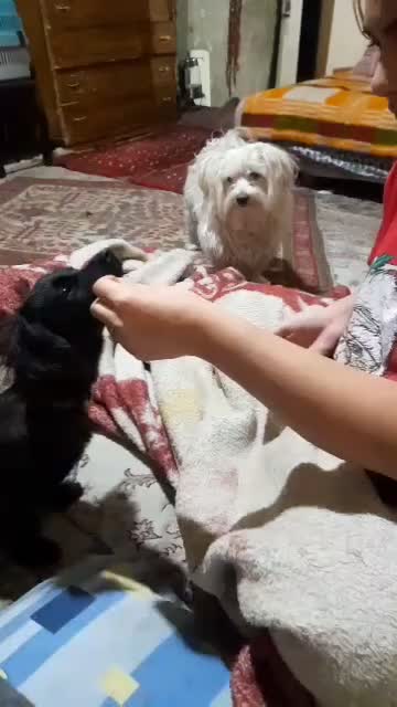 سگ اشپیتز|سگ|لواسان, |دیوار