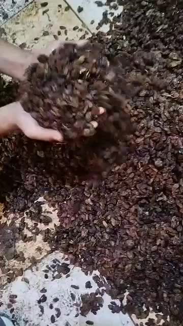 کشمش مویزآفتاب خشک|خوردنی و آشامیدنی|اهواز, زردشت|دیوار