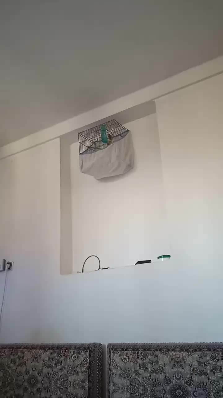 قناری شش دنگ مست|پرنده|مریوان, |دیوار