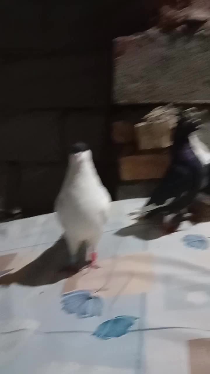 چهار عدد کفتر صید پرشی مفت|پرنده|بوژگان, |دیوار