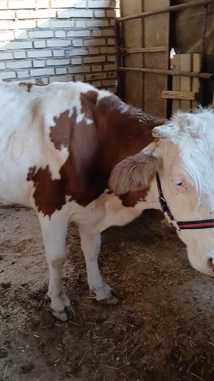 گاو|حیوانات مزرعه|کرخه, |دیوار