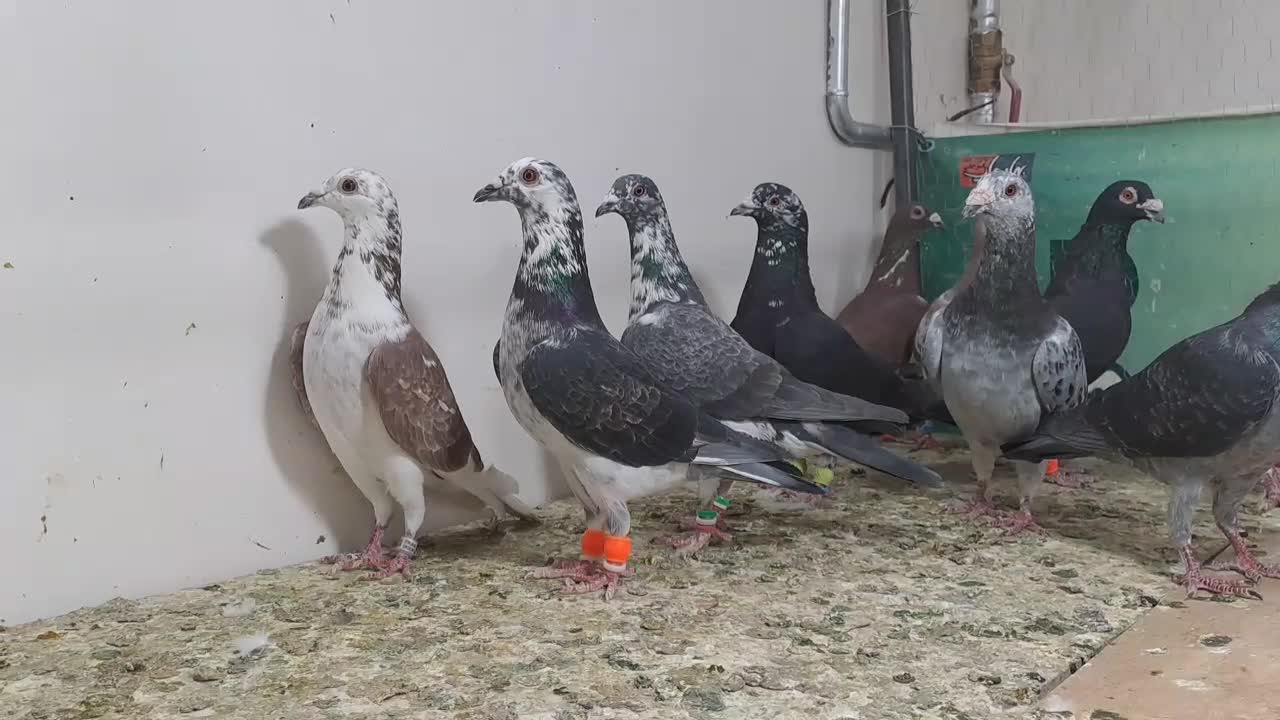 ۱۰ عدد سوسکی وسینه سفید|پرنده|گناباد, |دیوار