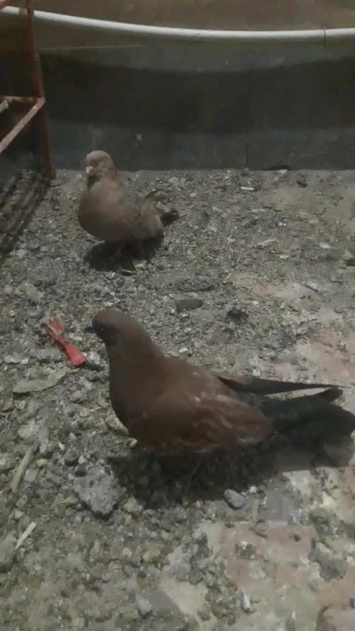 باسلاجفت کله ای|پرنده|بندر ماهشهر, |دیوار