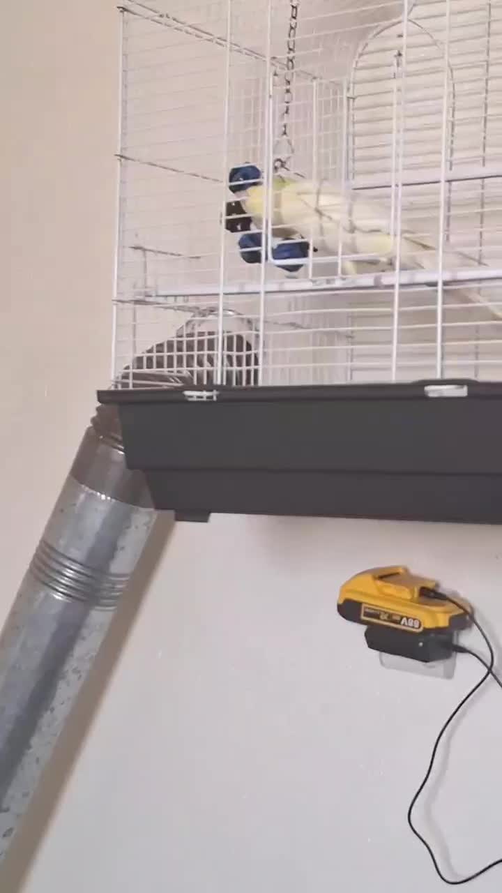 فروش عروس هلندی نر یک و نیم ساله|پرنده|برخوار, |دیوار