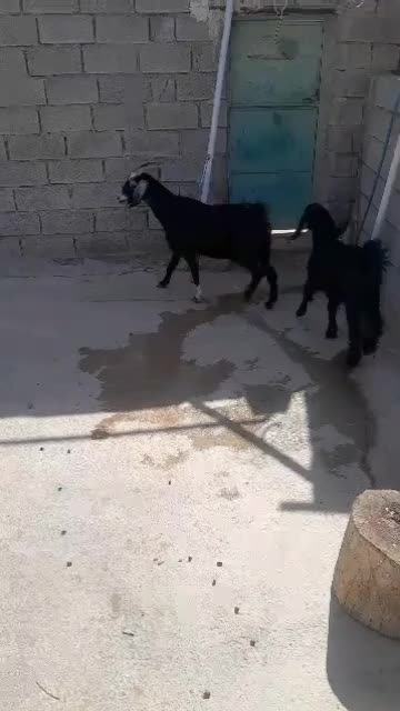بز دورگه آبست با کهره ماده|حیوانات مزرعه|بهبهان, |دیوار
