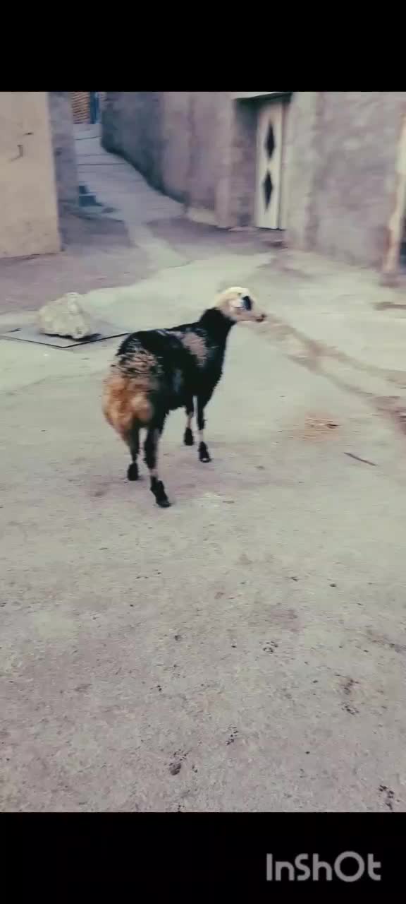 بره|حیوانات مزرعه|بروجرد, |دیوار