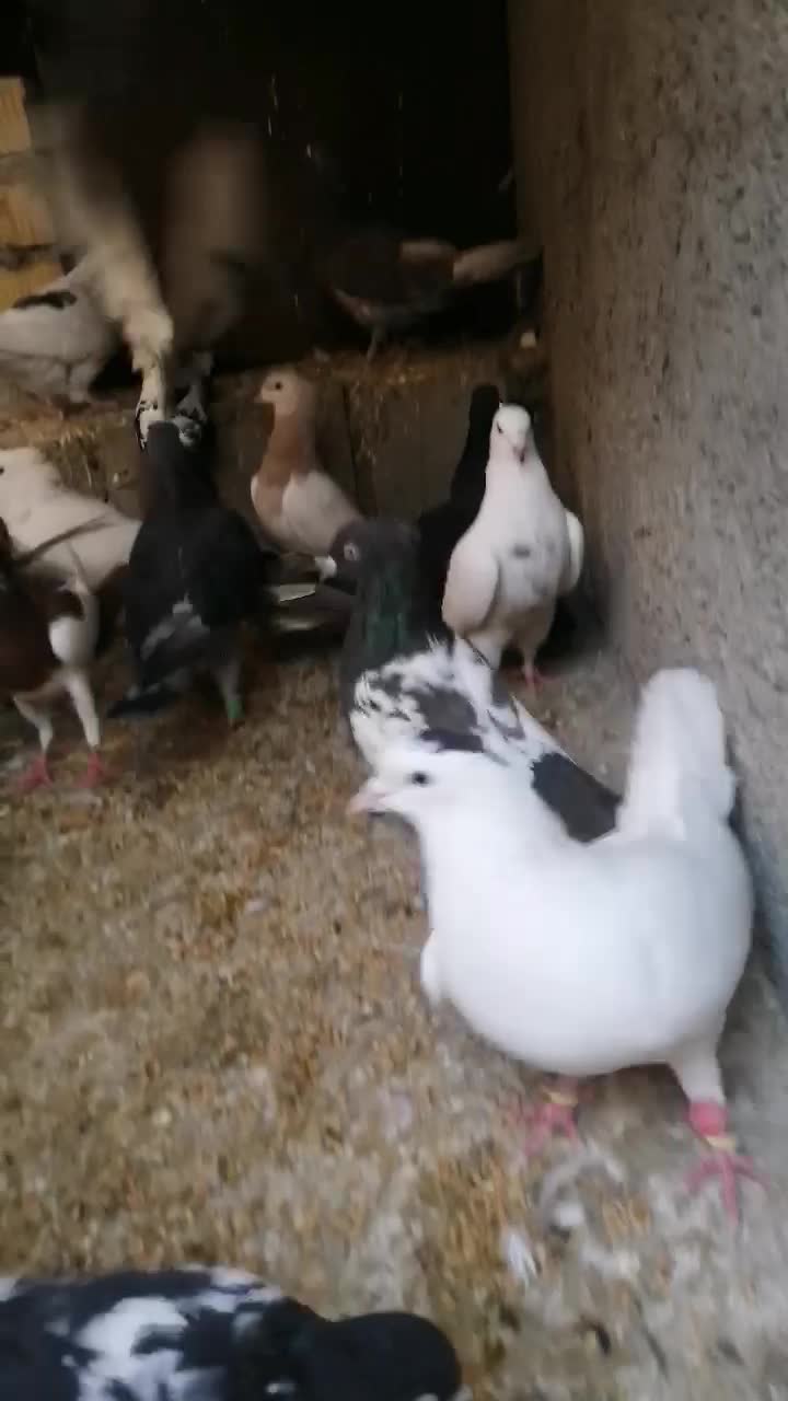 کفتر|پرنده|بیضا, |دیوار