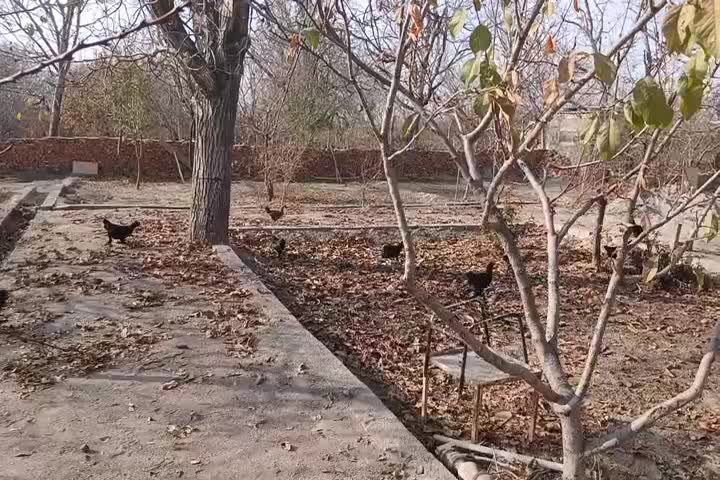 مرغ مرندی|حیوانات مزرعه|آذرشهر, |دیوار