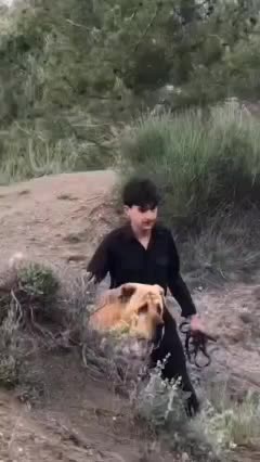 سگ پاکوتاه یک سال و نیم جوان|سگ|اسلام‌‌آباد غرب, |دیوار