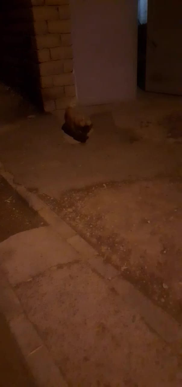 سگ پاکوتا|سگ|کنگاور, |دیوار