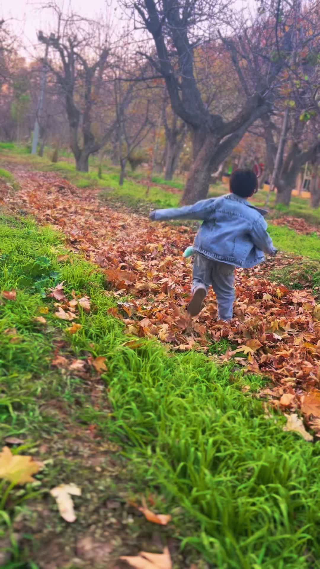 پامر|سگ|کرج, باغستان|دیوار