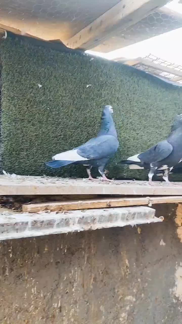 پلنگ کاکلی|حیوانات|یزد, |دیوار