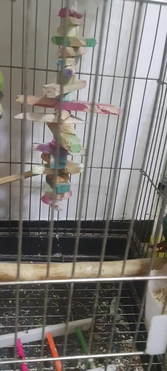 گرینچیک|پرنده|محمدشهر, شهرک پیام (مهرالبرز)|دیوار