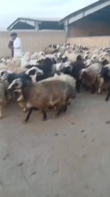 فروش گوسفند افشار زنجان و ارومیه و...|حیوانات مزرعه|کهریزک, |دیوار