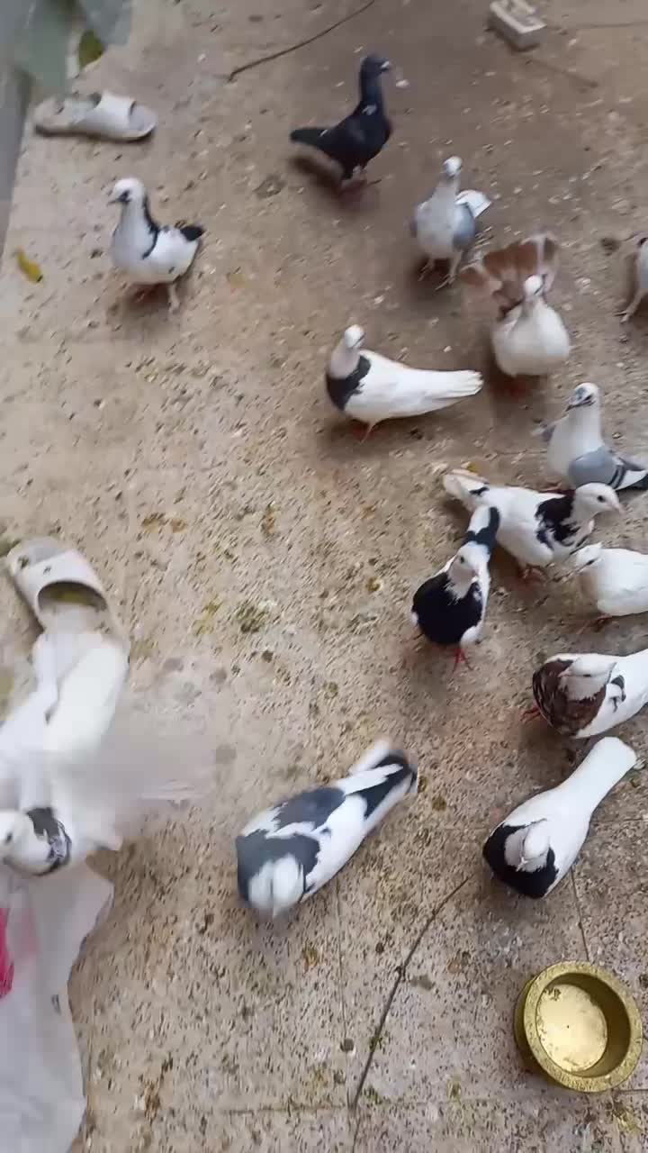 کبوترطوقی وپلنگ|پرنده|مشهد, بهارستان|دیوار