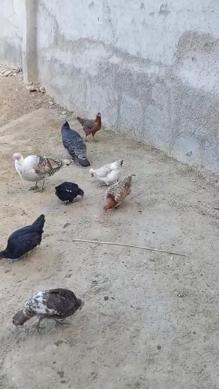 فروش مرغ و بقلمون|حیوانات مزرعه|بجنورد, |دیوار