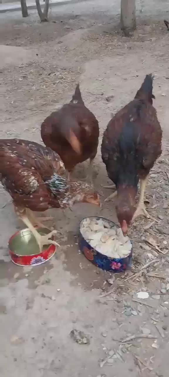 لاری|حیوانات مزرعه|قم, پردیسان|دیوار