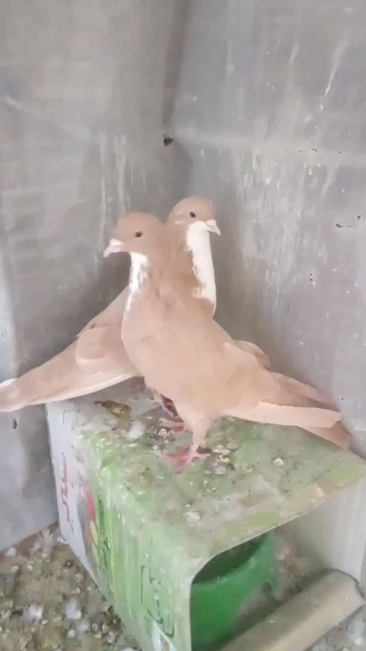 نر ماده زرد رسمی|پرنده|کرمان, |دیوار