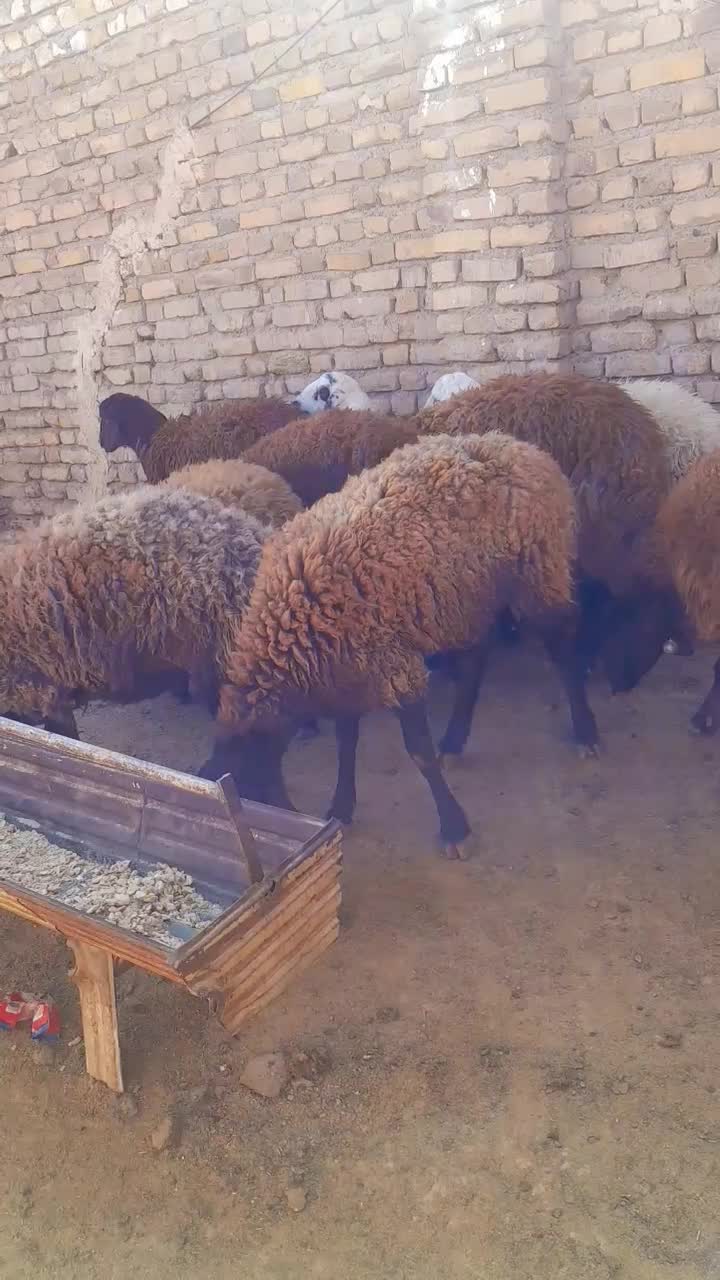 گوسفند|حیوانات مزرعه|تربت‌حیدریه, میدان مرکزی|دیوار